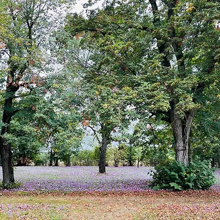 Domaine Du Cedre Eternel *